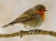 Rotkehlchen