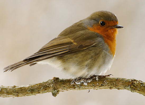 Rotkehlchen